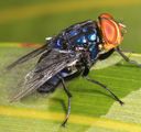 Jako z hororu: larvy much v Kostarice požírají lidi a zvířata zaživa