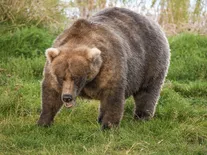 Týden tlustých medvědů ovládla blonďatá medvědice s plnou tlamou lososů