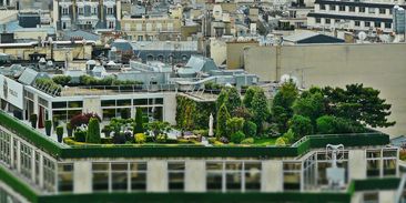 V boji proti horku ve městech pomáhají zelené střechy a fasády