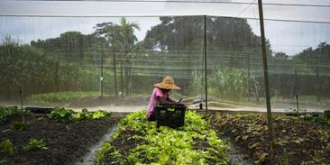 Malajská farma mění odpad z restaurací na jídlo pro stovky lidí