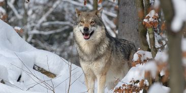 Vlci do české krajiny patří. Pomáhají regulovat přemnožená prasata divoká, srnce či jeleny