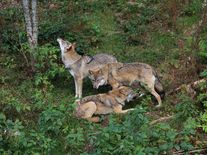 Vlci mimo výběh: Šumava potvrzuje útěk nejméně dvou šelem, jednu už odchytila