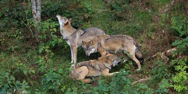 Vlci mimo výběh: Šumava potvrzuje útěk nejméně dvou šelem, jednu už odchytila
