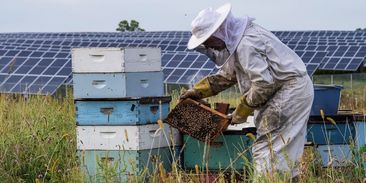 Průmyslové pěstování řepky zabíjí včely. Solární elektrárny jim naopak nabízí ochranu