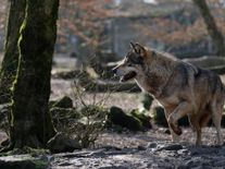 Bilance vlků na Šumavě: Jeden mrtvý, jeden odchycený a dva na útěku