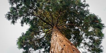 Pomohou cizokrajné stromy českým lesům s klimatickou změnou? Vědci je otestují