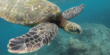 Oceány vymírají katastrofálním tempem. Může za to nadměrný rybolov i masivní znečištění