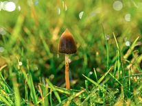 Česko legalizuje lysohlávky pro zdravotní účely. Samosběr zůstává zakázaný