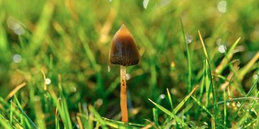 Česko legalizuje lysohlávky pro zdravotní účely. Samosběr zůstává zakázaný