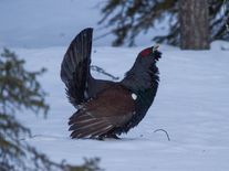 Stačí jeden neukázněný turista a zničí celou snůšku. Proč tetřevům uškodí i krátká návštěva?