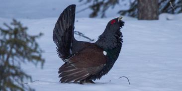 Stačí jeden neukázněný turista a zničí celou snůšku. Proč tetřevům uškodí i krátká návštěva?