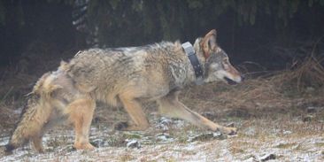 Vážně zraněný vlk Bubla se vrátil zpět do přírody. Možná se znovu připojí k rodné smečce