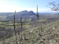Ochránci přírody vykupují pozemky. Chtějí tak ochránit koniklece i vzácné motýly