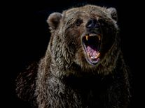 Za střílení medvědů lobbují jen lovci trofejí. Eliminace problémových šelem dávno funguje