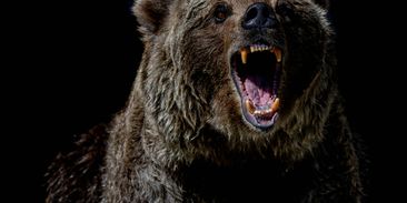 Za střílení medvědů lobbují jen lovci trofejí. Eliminace problémových šelem dávno funguje