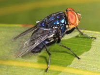 Jako z hororu: larvy much v Kostarice požírají lidi a zvířata zaživa