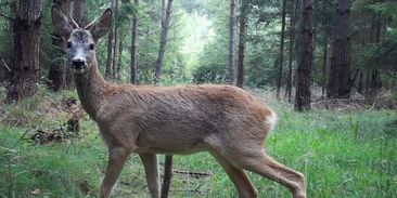 Přemnožená zvěř brání obnově lesa. Vědci zjišťují, o kolik musí klesnout její stavy