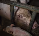 Legální neznamená morální. Aktivisté vtrhli do prasečáku, kontroverzní klece už řeší i Evropská unie