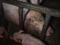 Legální neznamená morální. Aktivisté vtrhli do prasečáku, kontroverzní klece už řeší i Evropská unie