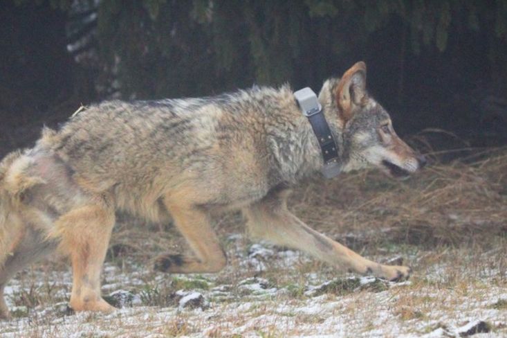 Vlci žijí v Česku třeba na Šumavě nebo v Krušných horách