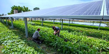 Klíčová shoda dvou českých ministerstev: otevírají se dveře pro spojení solární energie a zemědělství