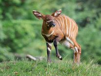 Pražskou zoo povede poprvé v historii žena, vybrali ji odborníci