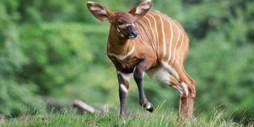 Pražskou zoo povede poprvé v historii žena, vybrali ji odborníci