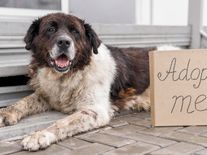 Pes z Ruska dotáhl do Evropy smrtelnou nemoc. Zachránci často riskují a ani o tom neví