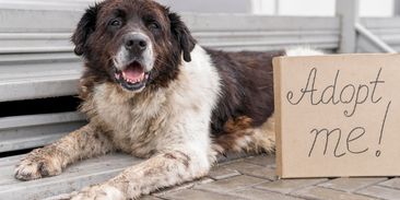 Pes z Ruska dotáhl do Evropy smrtelnou nemoc. Zachránci často riskují a ani o tom neví