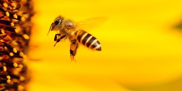 Včely v ohrožení. Zachrání je ekologické zemědělství