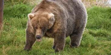 Týden tlustých medvědů ovládla blonďatá medvědice s plnou tlamou lososů