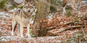 Po stopách šelem i pytláků: Na den vlčím stopařem