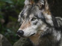 Po medvědech přišli na řadu vlci. Slovensko začalo střílet plaché šelmy