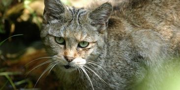 Vzácnou kočku divokou ohrožuje křížení s přešlechtěnou kočkou domácí, varují vědci