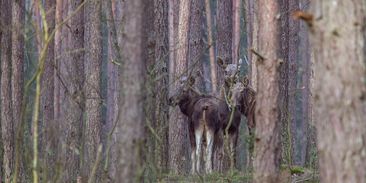 Populární los Emil stále žije. Turisté ho zahlédli na Šumavě, byl bez paroží