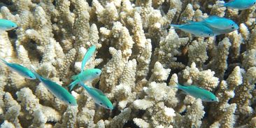 Velký korálový útes letos opět bledne - tentokrát rekordně moc