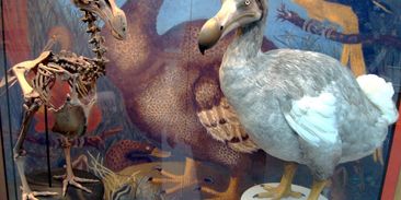 Přiblížili jsme se oživení blbouna nejapného. Vědci překonali dosud největší překážku