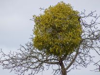 Jmelí je symbolem Vánoc, ale také zabijákem stromů. Jeho likvidace vyjde na miliony