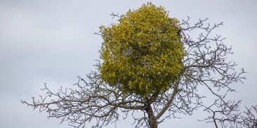 Jmelí je symbolem Vánoc, ale také zabijákem stromů. Jeho likvidace vyjde na miliony