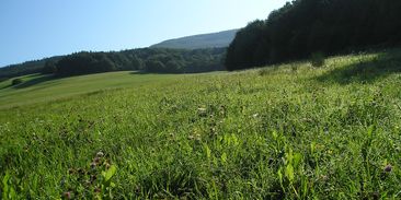 S traktorem na pomoc přírodě. Rozoráním trávníků se rozšiřují vzácné druhy