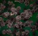 Světem se šíří houba, která rozežírá nakažené zevnitř. Oteplování jí otevírá dveře i do Evropy