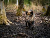 Za škody v přírodě nemůžou vlci, ale prasata, vzkazují ochránci myslivcům