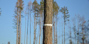 České lesy chřadnou, na 80 procent starších jehličnanů není v dobré kondici