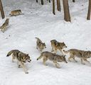 Vlky v Česku někdo ve velkém tráví karbofuranem. Umírají i vlčata
