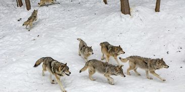 Vlky v Česku někdo ve velkém tráví karbofuranem. Umírají i vlčata