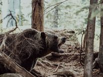 Je lepší při setkání s medvědem utíkat, nebo dělat mrtvého? Ani jedno, radí zoolog