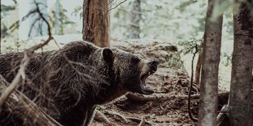 Je lepší při setkání s medvědem utíkat, nebo dělat mrtvého? Ani jedno, radí zoolog