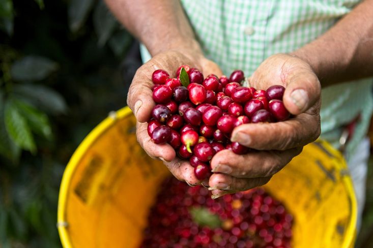 Fairtrade kávu pěstují zemědělci sdružení do pěstitelských družstev