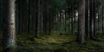 Revoluce v polské ochraně přírody: stát omezí těžbu v rozmanitých lesích