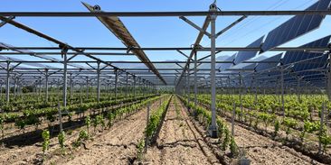 Francie jako první uzákonila agrivoltaiku. Solární panely pomůžou vínu, obilí nebo bramborám